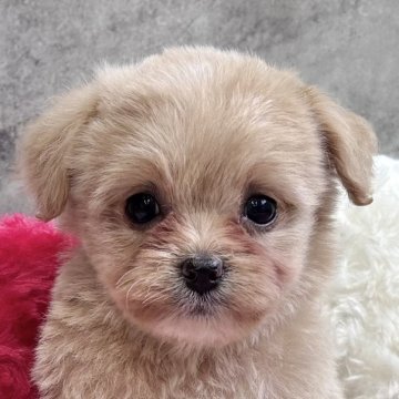 チワプー(チワワ×トイプードル)【岐阜県・女の子・2025年10月31日・クリーム&ホワイト】の写真「チワプー４兄妹の長女」