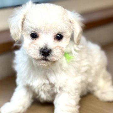 マルプー(マルチーズ×タイニープードル)【岐阜県・男の子・2025年2月8日・クリーム】の写真「クリームのマルプー3兄妹♫」