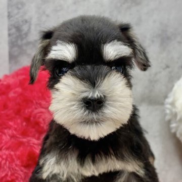 ミニチュアシュナウザー【岐阜県・男の子・2025年10月11日・ブラック&シルバー】の写真「シュナウザー5兄妹」