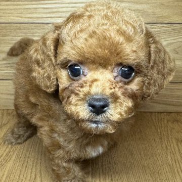 トイプードル(トイ)【岐阜県・女の子・2025年1月13日・レッドフォーン】の写真「トイプーちゃん5兄妹♫」