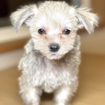 ミックス(マルチーズ×ミニチュアシュナウザー)【岐阜県・女の子・2025年2月4日・フォーン】の写真「マルシュナちゃん6兄妹♫」