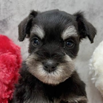 ミニチュアシュナウザー【岐阜県・男の子・2025年10月11日・ブラック&シルバー】の写真「シュナウザー5兄妹」