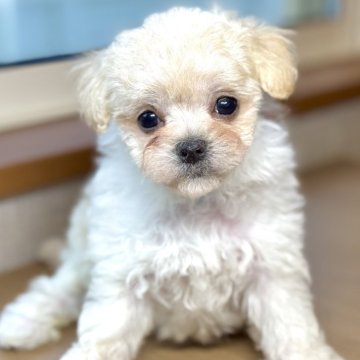 マルプー(マルチーズ×タイニープードル)【岐阜県・女の子・2025年2月8日・クリーム】の写真「クリームのマルプー3兄妹♫」