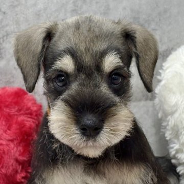 ミニチュアシュナウザー【岐阜県・男の子・2025年10月6日・ソルト&ペッパー】の写真「シュナウザー3兄妹」