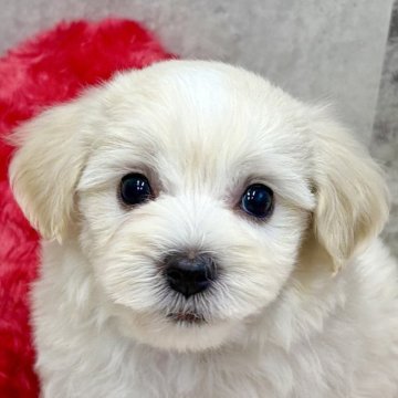 マルプー(トイプードル×マルチーズ)【岐阜県・女の子・2025年10月20日・クリーム&ホワイト】の写真「マルプー兄妹」