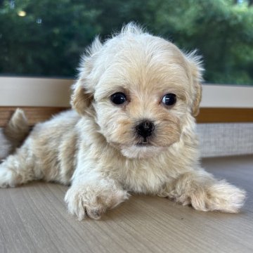 マルプー(ティーカッププードル×マルチーズ)【岐阜県・女の子・2025年5月9日・アプリコット&ホワイト】の写真「ぷーまる4兄妹♫」