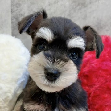 ミニチュアシュナウザー【岐阜県・女の子・2025年10月9日・ブラック&シルバー】の写真「シュナウザー7兄妹」