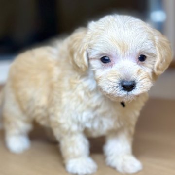 マルプー(マルチーズ×トイプードル)【岐阜県・男の子・2025年2月14日・アプリコット】の写真「まるぷー4兄妹♫」