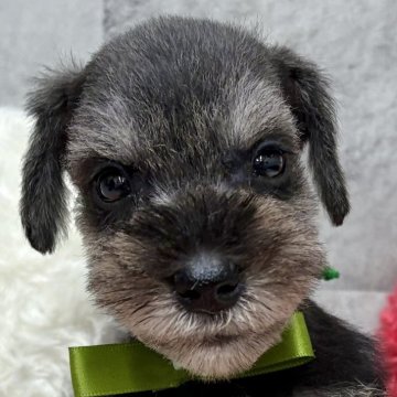 ミニチュアシュナウザー【岐阜県・男の子・2025年10月23日・ソルト&ペッパー】の写真「ミニチュアシュナウザー6兄妹」