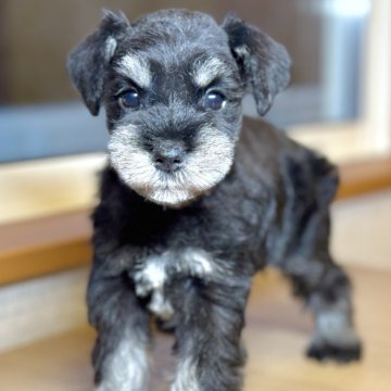 ミニチュアシュナウザー【岐阜県・男の子・2025年2月5日・ブラック&シルバー】の写真「シュナちゃん3兄妹♫」