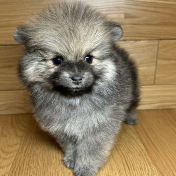 ポメラニアン【岐阜県・男の子・2024年12月20日・ウルフセーブル】の写真「毛量多め4兄妹♫」