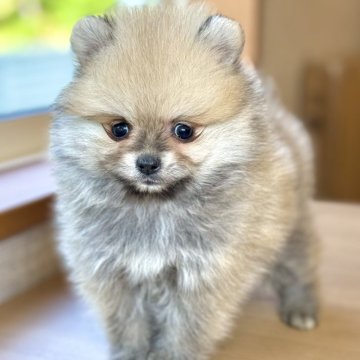 ポメラニアン【岐阜県・男の子・2025年3月15日・ウルフセーブル】の写真「ポメちゃん3兄妹♫」