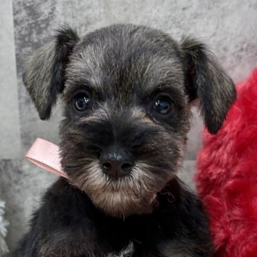 ミニチュアシュナウザー【岐阜県・女の子・2025年10月23日・ソルト&ペッパー】の写真「ミニチュアシュナウザー6兄妹」