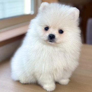 ポメラニアン【岐阜県・女の子・2025年4月10日・クリーム】の写真「ポメちゃん3兄妹♫」