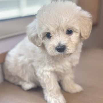 マルプー(マルチーズ×トイプードル)【岐阜県・女の子・2025年5月10日・クリーム】の写真「まるぷー5兄妹♫」