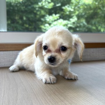 チワックス(チワワ×ダックスフンド)【岐阜県・女の子・2025年5月24日・クリーム】の写真「ダックス6兄妹」