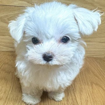 マルチーズ【岐阜県・女の子・2024年10月10日・ホワイト】の写真「ふわふわ2兄妹♫」