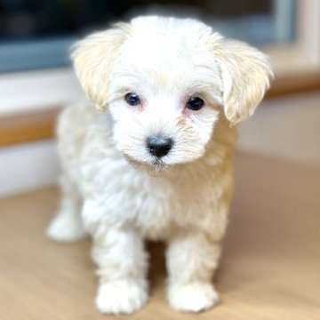 マルプー(マルチーズ×トイプードル)【岐阜県・男の子・2025年2月14日・クリーム】の写真「まるぷー4兄妹♫」