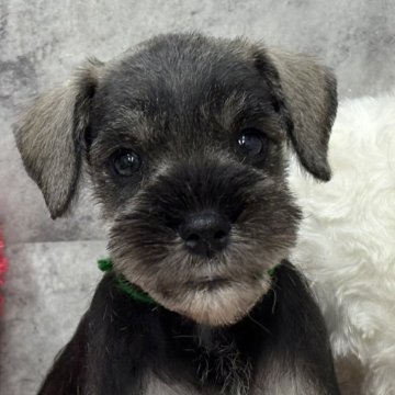 ミニチュアシュナウザー【岐阜県・女の子・2025年10月6日・ソルト&ペッパー】の写真「シュナウザー3兄妹」