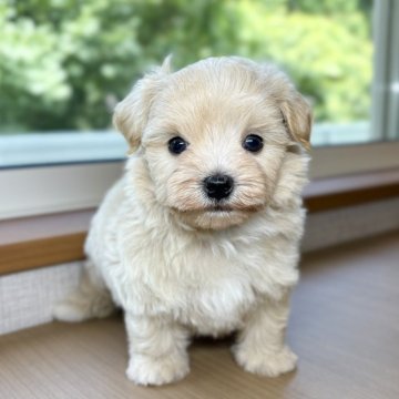 マルプー(マルチーズ×トイプードル)【岐阜県・男の子・2025年6月1日・クリーム&ホワイト】の写真「といぷーちゃん兄妹🎵」