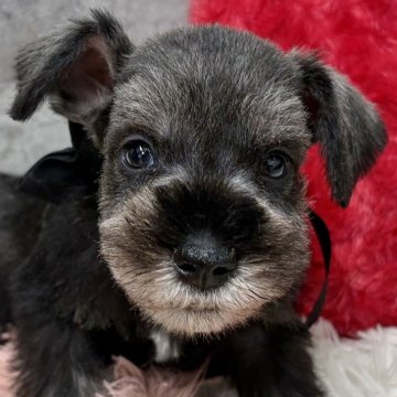 ミニチュアシュナウザー【岐阜県・男の子・2025年10月23日・ソルト&ペッパー】の写真「ミニチュアシュナウザー6兄妹」