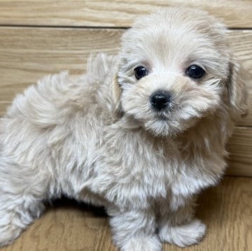 マルプー(ティーカッププードル×マルチーズ)【岐阜県・女の子・2025年1月8日・アプリコット】の写真「4姉妹♫」