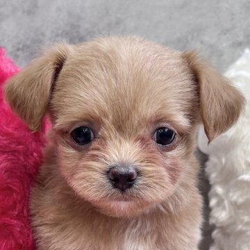 チワプー(チワワ×トイプードル)【岐阜県・女の子・2025年10月31日・アプリコット】の写真「チワプー４兄妹」