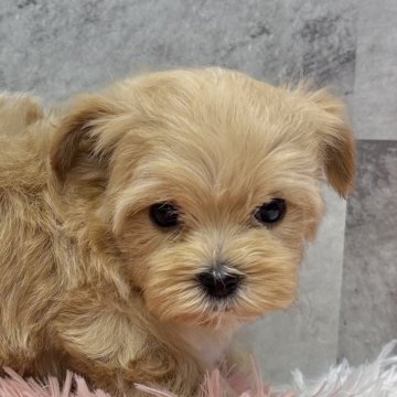 マルプー(トイプードル×マルチーズ)【岐阜県・男の子・2025年9月29日・アプリコット&ホワイト】の写真「マルプー4兄妹」