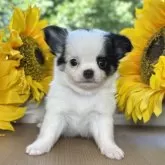チワワ(ロング)
