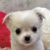 チワワ(ロング)