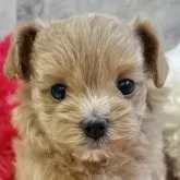 マルプー(トイプードル×マルチーズ)【岐阜県・女の子・2025年10月5日・アプリコット】の写真1