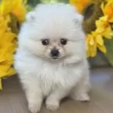 ポメラニアン