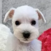 ミニチュアシュナウザー【岐阜県・男の子・2025年10月9日・ホワイト】の写真1