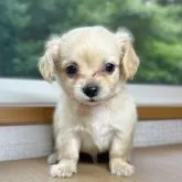 チワックス(チワワ×ダックスフンド)【岐阜県・男の子・2025年5月24日・クリーム】の写真1