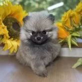 ポメラニアン
