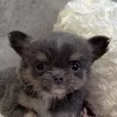 チワワ(ロング)