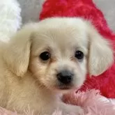 チワックス(チワワ×ダックスフンド)【岐阜県・男の子・2025年9月19日・クリーム】の写真1