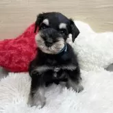 ミニチュアシュナウザー【岐阜県・男の子・2025年10月22日・ブラック&シルバー】の写真2