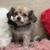 チワックス(チワワ×ダックスフンド)【岐阜県・男の子・2025年12月9日・シェーデッドクリーム】の写真2