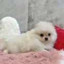 ポメラニアン【岐阜県・女の子・2025年9月15日・クリーム】の写真2