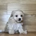 マルプー(ティーカッププードル×マルチーズ)【岐阜県・女の子・2025年5月9日・アプリコット】の写真5