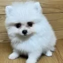 ポメラニアン【岐阜県・女の子・2024年11月25日・クリーム&ホワイト】の写真5