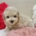 マルプー(トイプードル×マルチーズ)【岐阜県・男の子・2025年10月2日・クリーム&ホワイト】の写真5