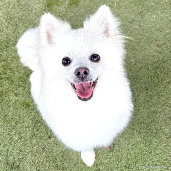 ポメラニアン【・女の子・2024年1月25日・クリーム】