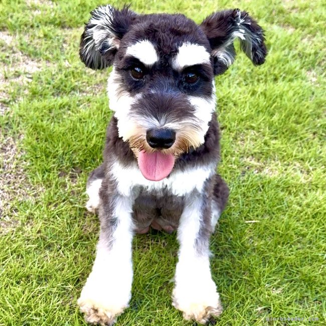 ミニチュアシュナウザー【・女の子・2023年3月8日・ブラック&amp;シルバー】