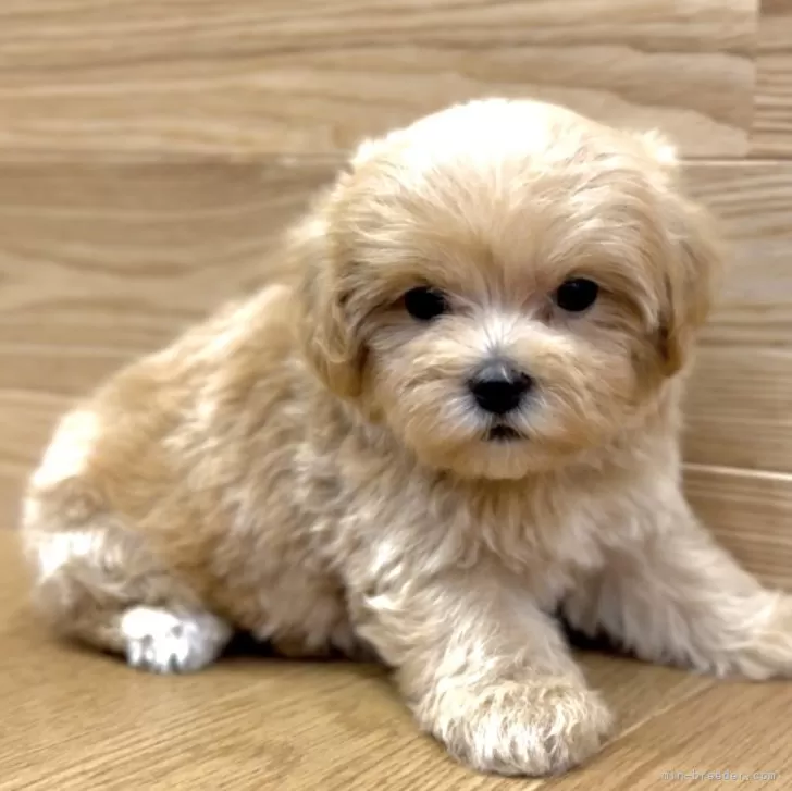 ID:2407-05128の子犬