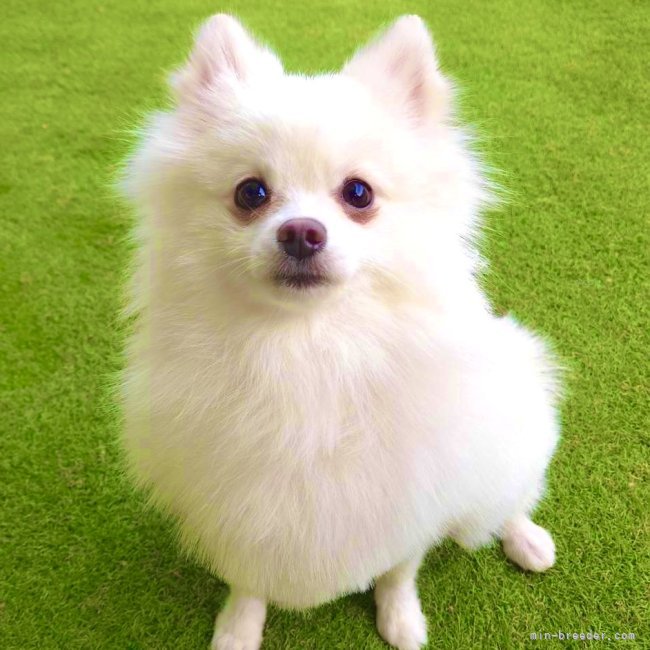 ポメラニアン【・女の子・2023年12月10日・ホワイト】