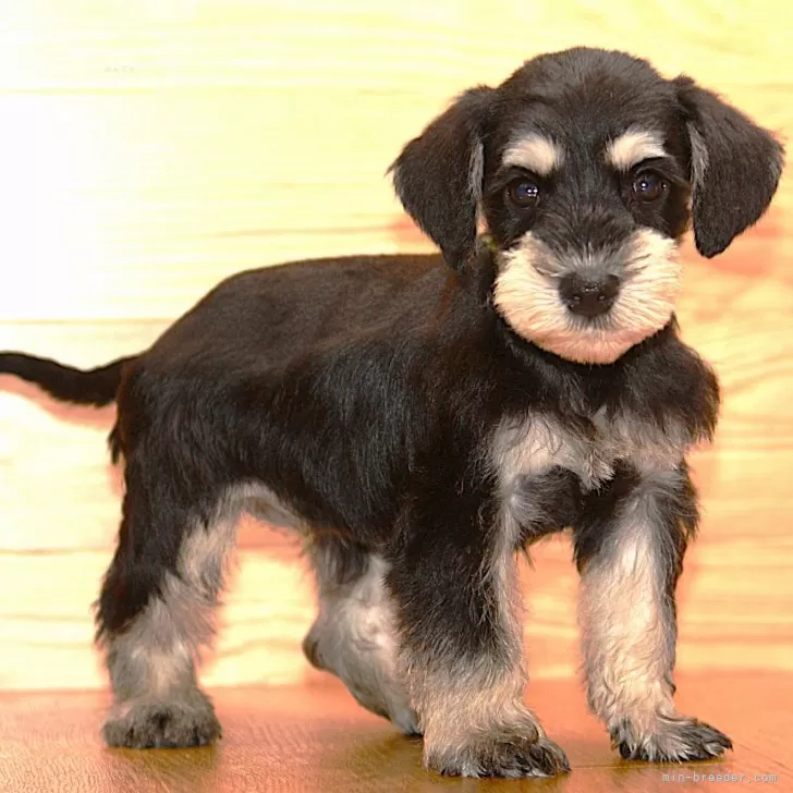 K.S 様のお迎えした子犬