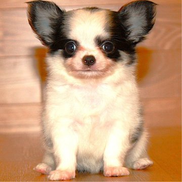 チワワ(ロング)【岐阜県・男の子・2024年8月21日・ホワイト&ブラック】の写真「イケメン男の子♫」