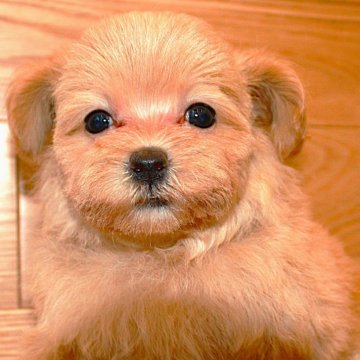 マルプー(マルチーズ×タイニープードル)【岐阜県・女の子・2024年8月24日・アプリコット】の写真「愛くるしい瞳がチャームポイント🎵」